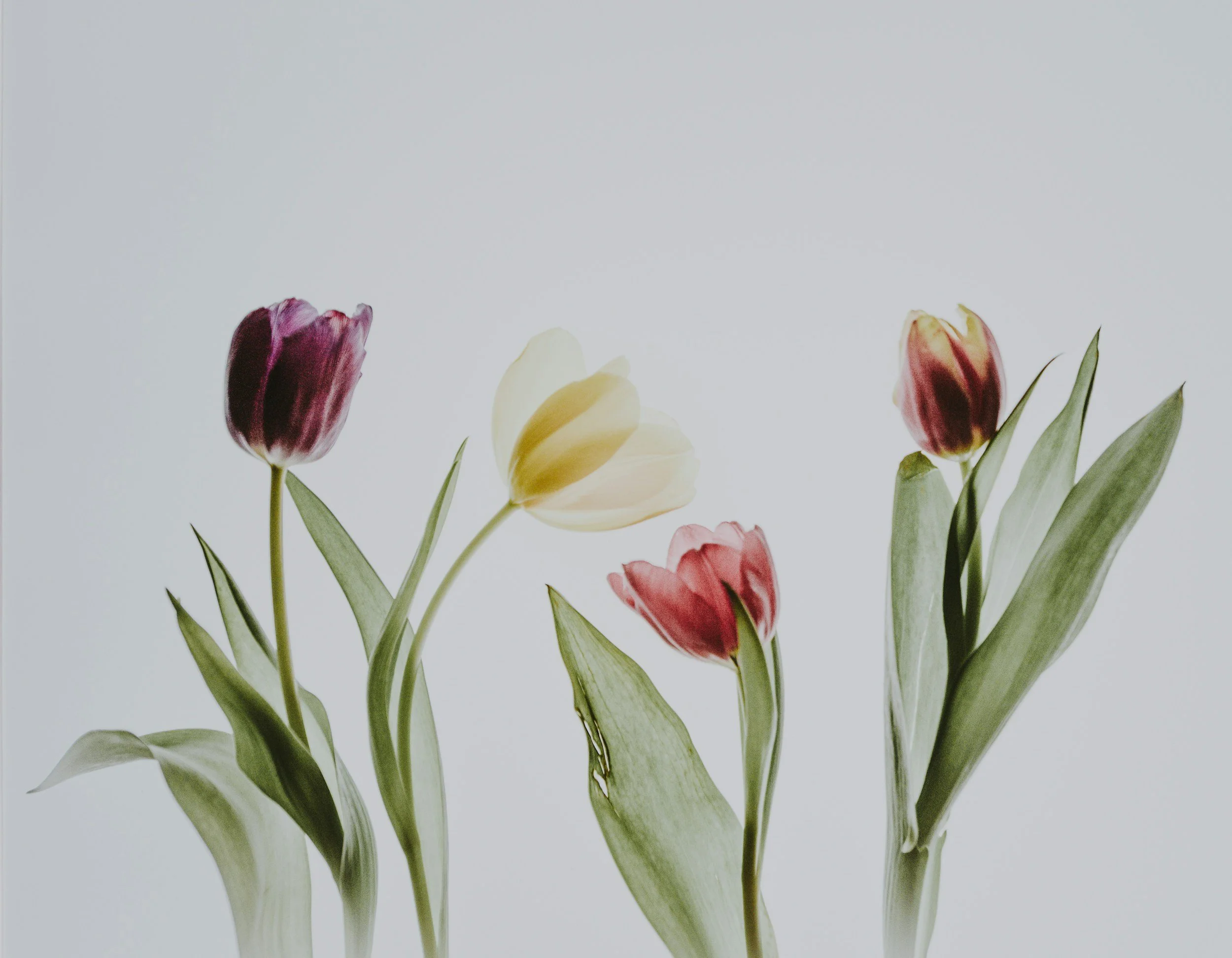 Pink, yellow and burgundy tulips from Resminé’s original website